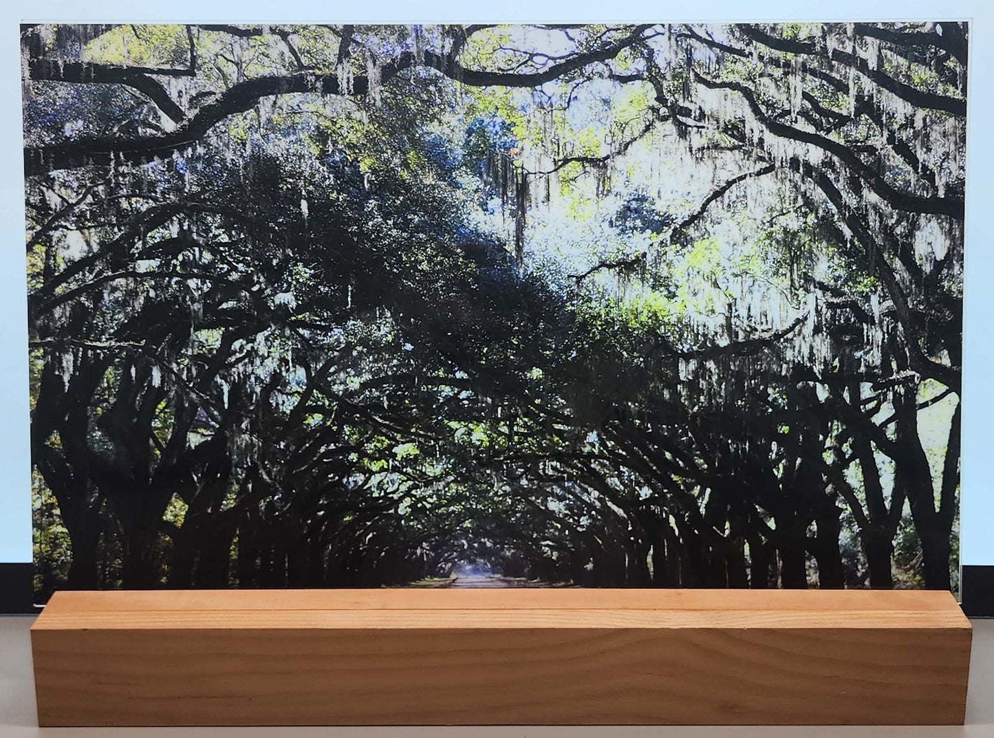 DecoCraft - Photo-astic Textures (Flat) - Wormsloe Trees