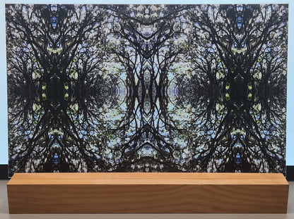 DecoCraft - Photo-astic Textures (Flat) - Wormsloe Trees Kaleidoscope