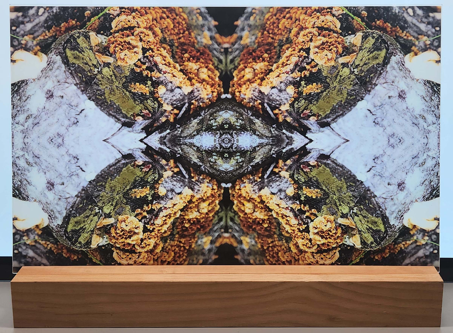 DecoCraft - Photo-astic Textures (Flat) - Wild Mushroom Kaleidoscope