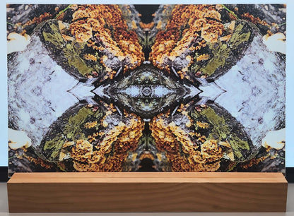 DecoCraft - Photo-astic Textures (Flat) - Wild Mushroom Kaleidoscope