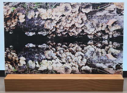 DecoCraft - Photo-astic Textures (Flat) - Wild Mushroom Mirrored