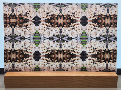 DecoCraft - Photo-astic Textures (Flat) - Wild Mushroom Kaleidoscope II