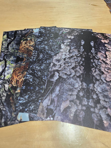 DecoCraft - Office Clean Out - Phototastic Prints - Multiple Bundles Available