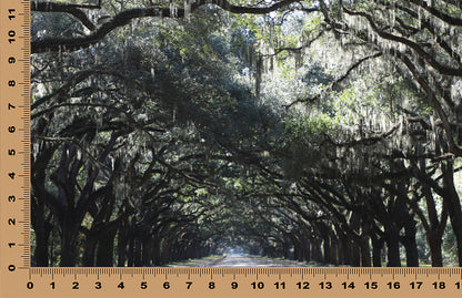 DecoCraft - Photo-astic Textures (Flat) - Wormsloe Trees