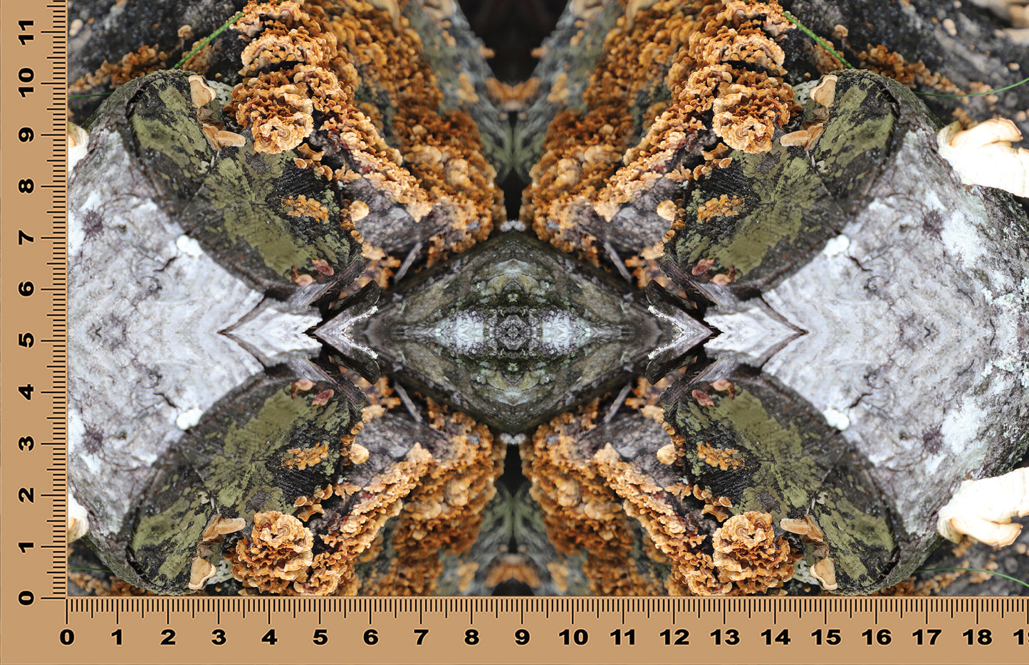 DecoCraft - Photo-astic Textures (Flat) - Wild Mushroom Kaleidoscope