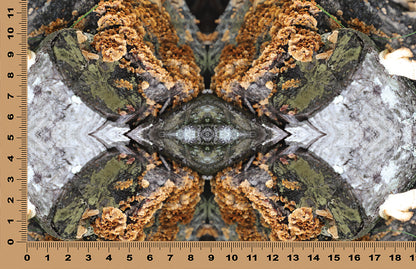DecoCraft - Photo-astic Textures (Flat) - Wild Mushroom Kaleidoscope