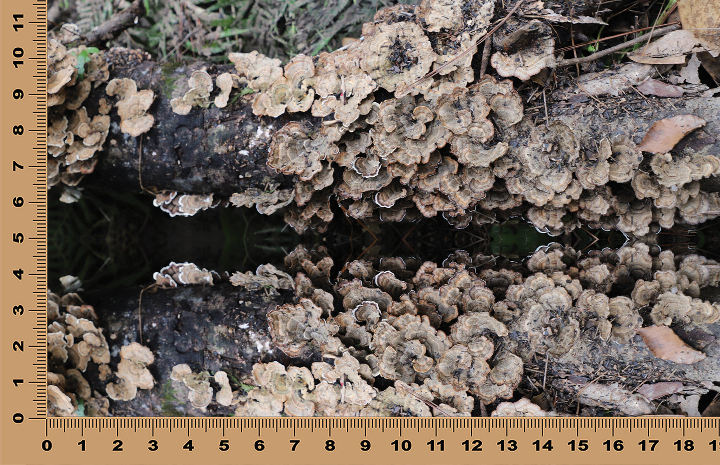 DecoCraft - Photo-astic Textures (Flat) - Wild Mushroom Mirrored